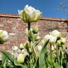 Tulipa Bulb Double Late Mount Tacoma Tulip