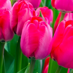 Tulipa Bulb Darwin Hybrid Niigata Tulip 500 Count Crate