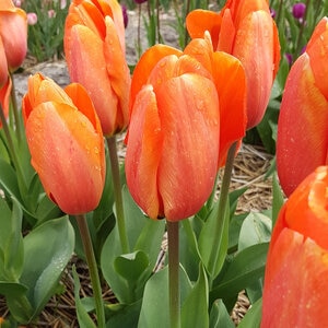 Tulipa Bulb Darwin Hybrid Orange Balloon Tulip 100 Count Bag