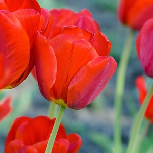 Tulipa Bulb Darwin Hybrid Oxford Tulip