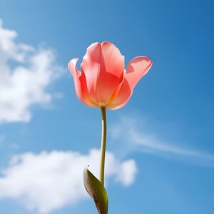 Tulipa Bulb Darwin Hybrid Salmon Impression Tulip