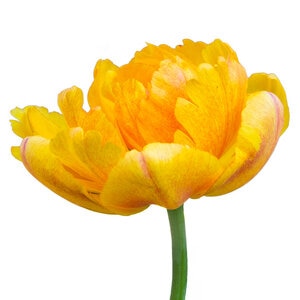 Tulipa Bulb Double Late Sun Lover Tulip

