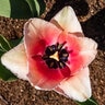 Tulipa Bulb Darwin Hybrid Salmon Impression Tulip