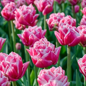 Tulipa Bulb Darwin Hybrid Sweet Impression Tulip Rack Program 10 Count Bag
