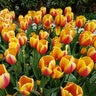 Tulipa Bulb Darwin Hybrid World Peace Tulip