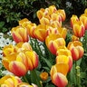 Tulipa Bulb Darwin Hybrid World Peace Tulip