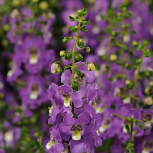 Angelonia Angustifolia Archangel Purple Summer Snapdragon