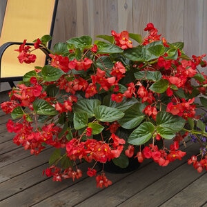 Begonia X Benariensis Whopper Red Green Leaf Begonia