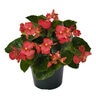 Begonia X Benariensis Whopper Red Green Leaf Begonia