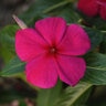 Catharanthus Roseus Titan Burgundy Vinca