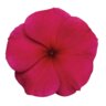 Catharanthus Roseus Titan Burgundy Vinca