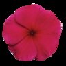 Catharanthus Roseus Titan Burgundy Vinca