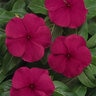 Catharanthus Roseus Titan Burgundy Vinca