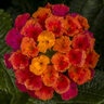 Lantana Camara Bandolero Cherry Sunrise Lantana