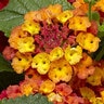 Lantana Camara Bandolero Guava Lantana