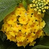 Lantana Camara Bandolero Pineapple Lantana