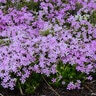 Phlox X Perfectly Puzzling Phlox