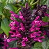 Salvia Guaranitica Plum Crazy Anise-Scented Sage