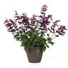 Salvia Guaranitica Plum Crazy Anise-Scented Sage