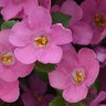 Sutera Cordata MegaCopa Pink Bacopa