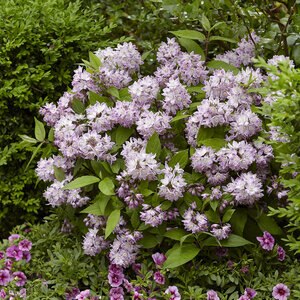 Deutzia X Raspberry Sundae Deutzia 3 gal. Container