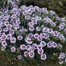 Dianthus X Pretty Poppers Kiss and Tell Pinks