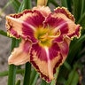 Hemerocallis X Rainbow Rhythm Lake of Fire Daylily