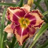 Hemerocallis X Rainbow Rhythm Lake of Fire Daylily