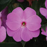 Impatiens Hawkeri ImPower Lavender New Guinea Impatiens