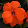 Impatiens Hawkeri ImPower Orange New Guinea Impatiens