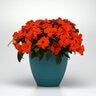 Impatiens Hawkeri ImPower Orange New Guinea Impatiens