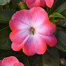 Impatiens Hawkeri ImPower Pink Frost New Guinea Impatiens