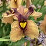 Iris Pseudata Yarai Night Thunder Iris
