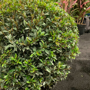 Syzygium Paniculatum Globulus Dwarf Brush Cherry