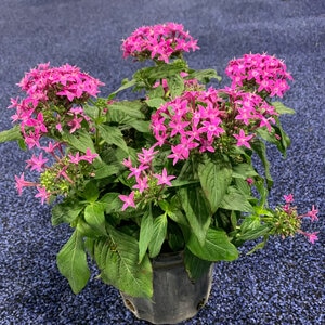 Pentas Lanceolata Graffiti Violet Egyptian Star Flower