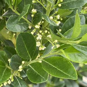 Ilex X Emerald Colonnade Holly