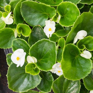 Begonia Semperflorens White Green Leaf Begonia
