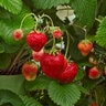 Fragaria X Ananassa Maxim Junebearing Strawberry