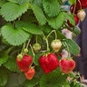 Fragaria X Ananassa Maxim Junebearing Strawberry