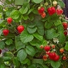 Fragaria X Ananassa Maxim Junebearing Strawberry