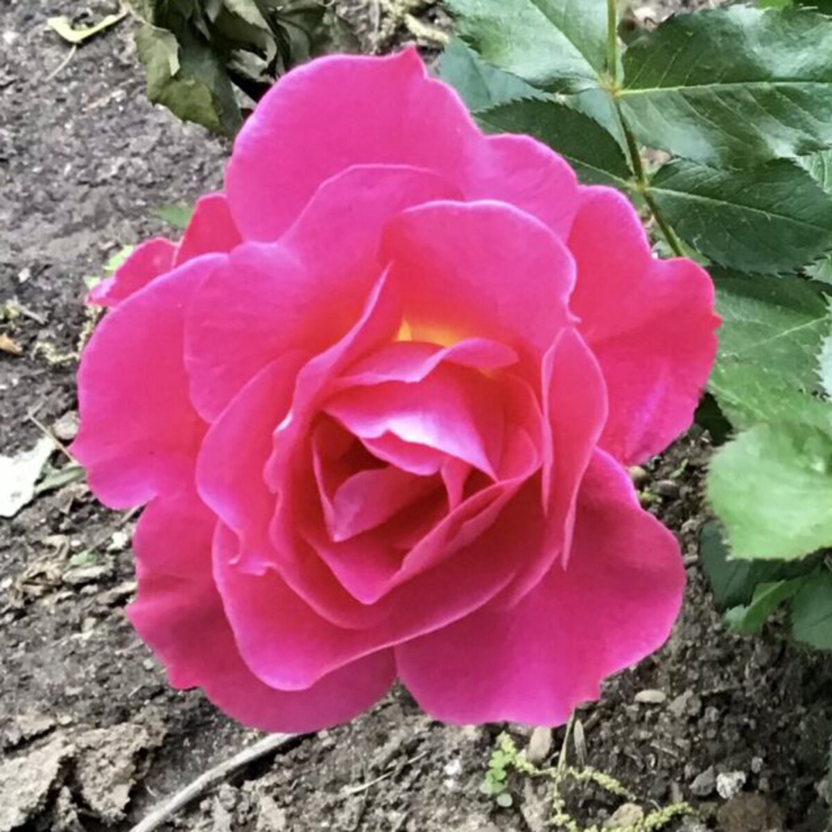 Rosa X 49th Parallel Collection Aurora Borealis Shrub Rose | SiteOne US