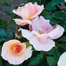 Rosa X 49th Parallel Collection Chinook Sunrise Shrub Rose