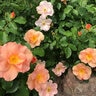 Rosa X 49th Parallel Collection Chinook Sunrise Shrub Rose