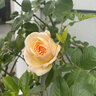 Rosa X Showpiece Champagne Fragrant Shrub Rose