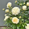 Rosa X Showpiece Champagne Fragrant Shrub Rose