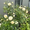 Rosa X Showpiece Champagne Fragrant Shrub Rose