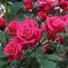 Rosa X Flower Carpet Showpiece Lipstick Fragrant Shrub Rose