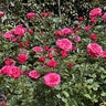 Rosa X Flower Carpet Showpiece Lipstick Fragrant Shrub Rose
