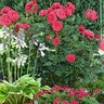 Rosa X Flower Carpet Showpiece Lipstick Fragrant Shrub Rose