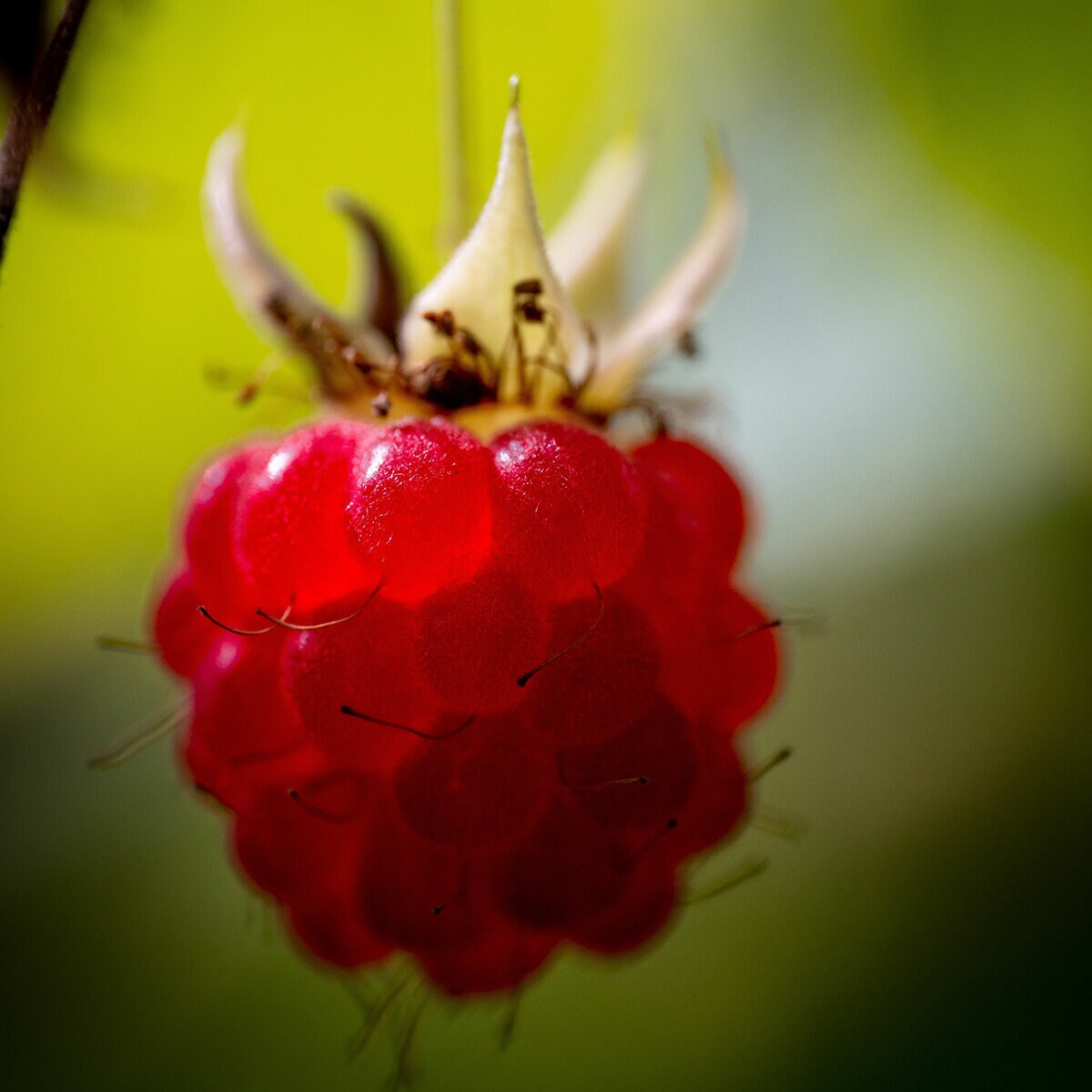 Rubus Idaeus Polana Raspberry | SiteOne US